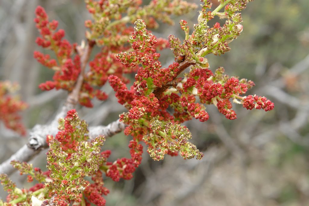 Mature chinese pistache tree